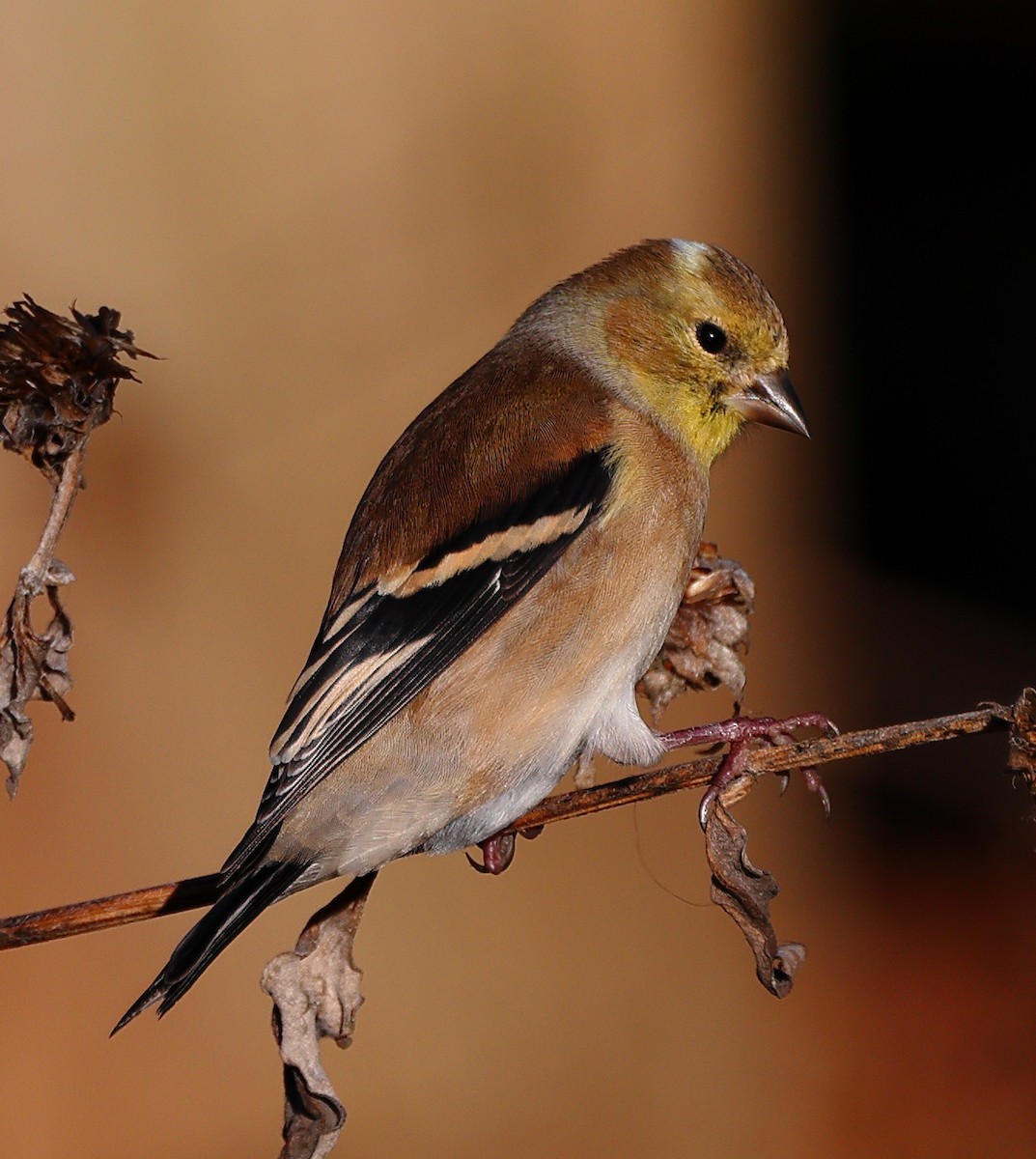 オウゴンヒワ - ML645785538