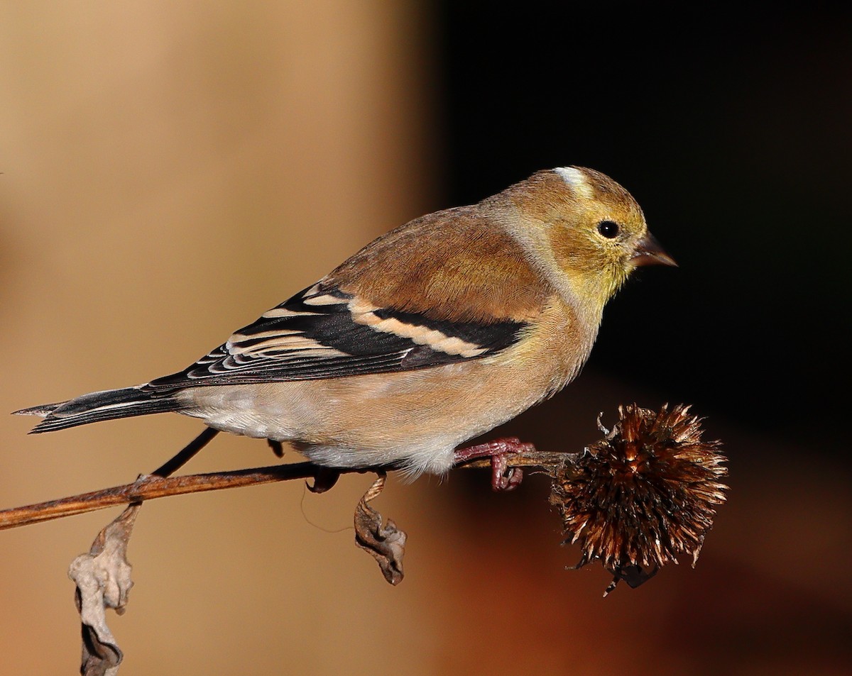 オウゴンヒワ - ML645785539