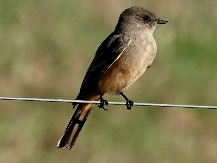 Say's Phoebe - ML645785540