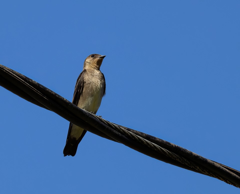 Zimtkehlschwalbe - ML645785545