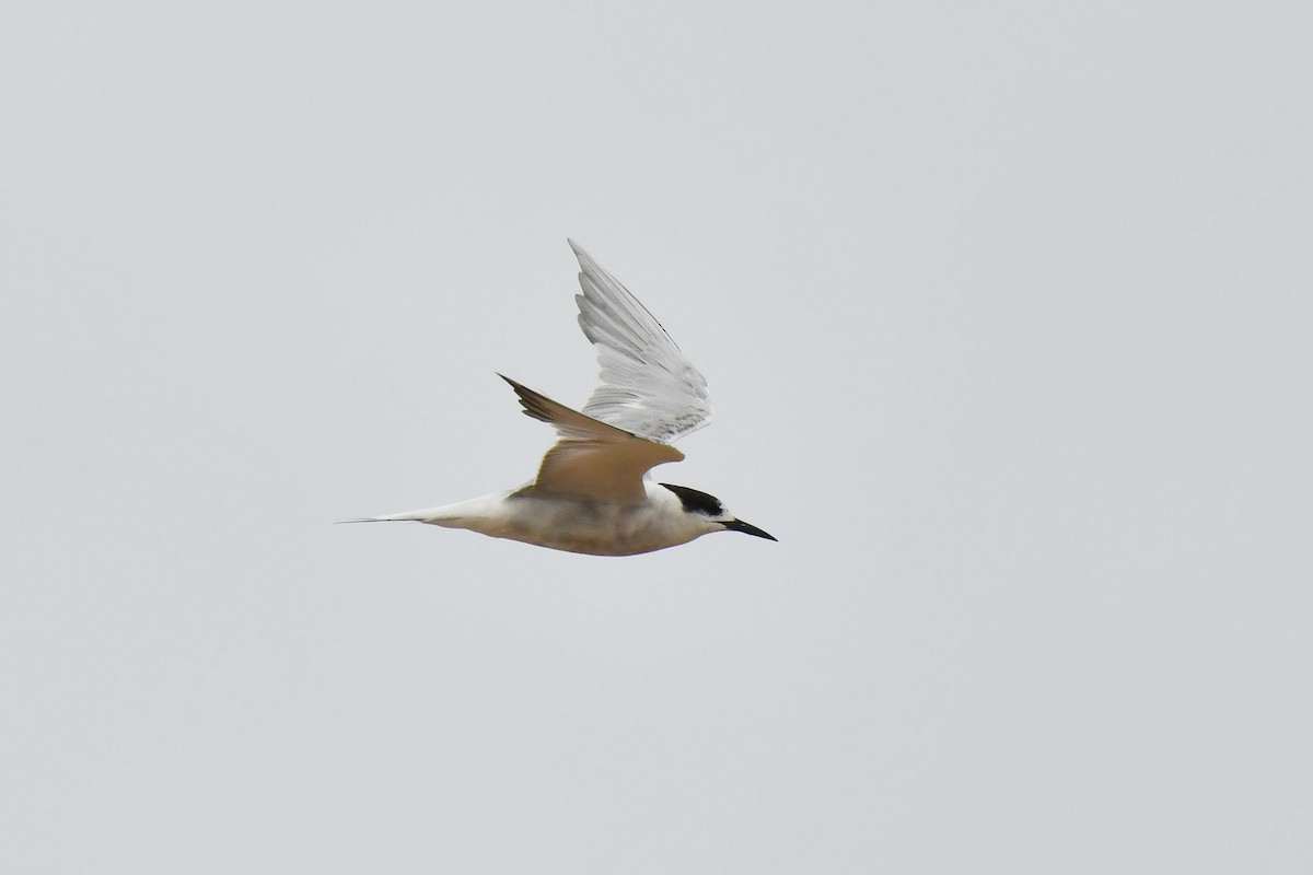 Common Tern - ML645785555
