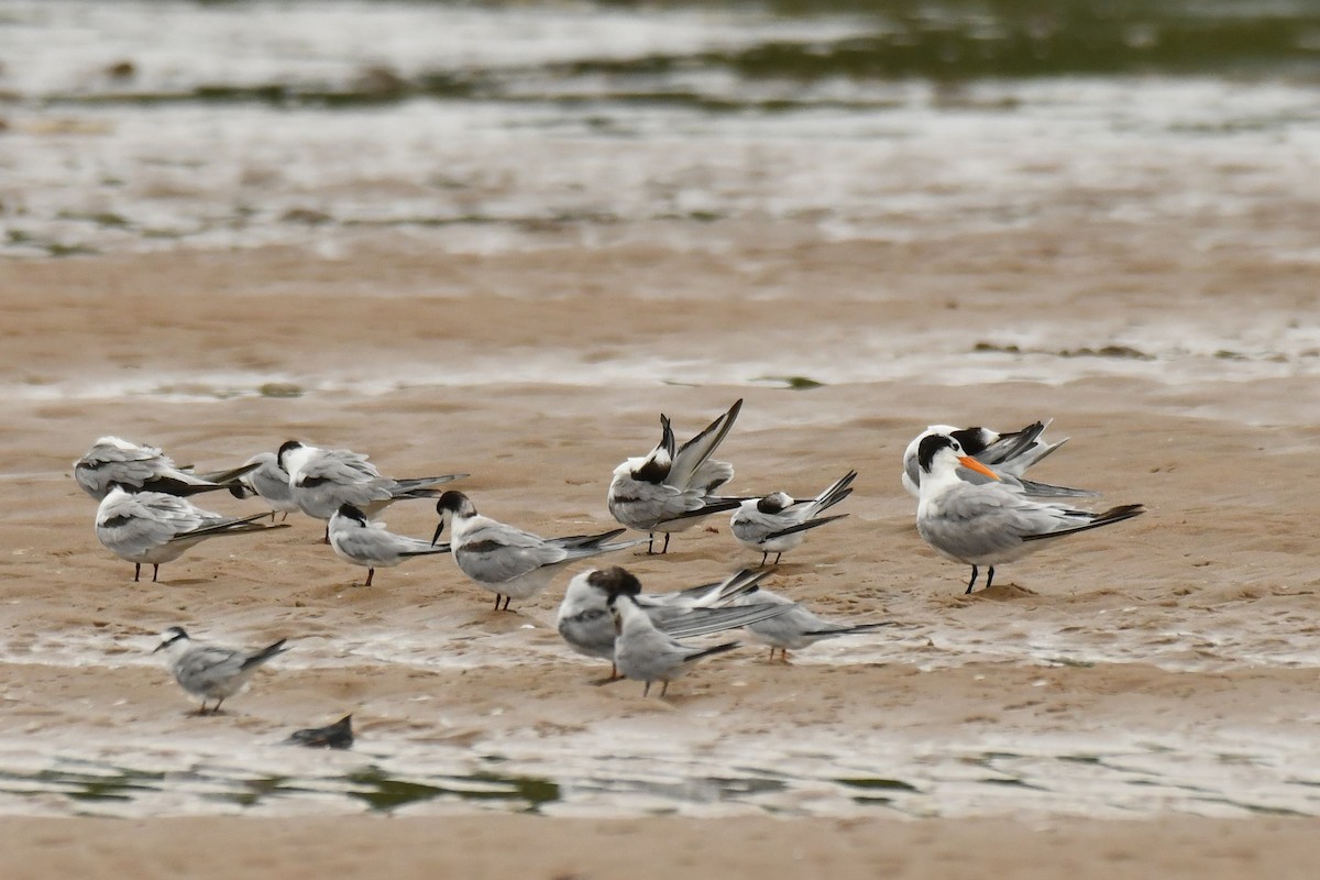 Common Tern - ML645785556