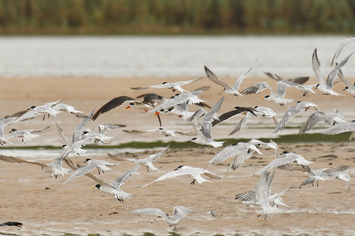 Common Tern - ML645785557