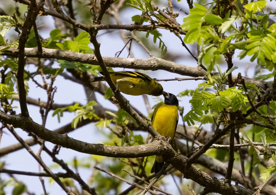 Hooded Siskin - ML645785560