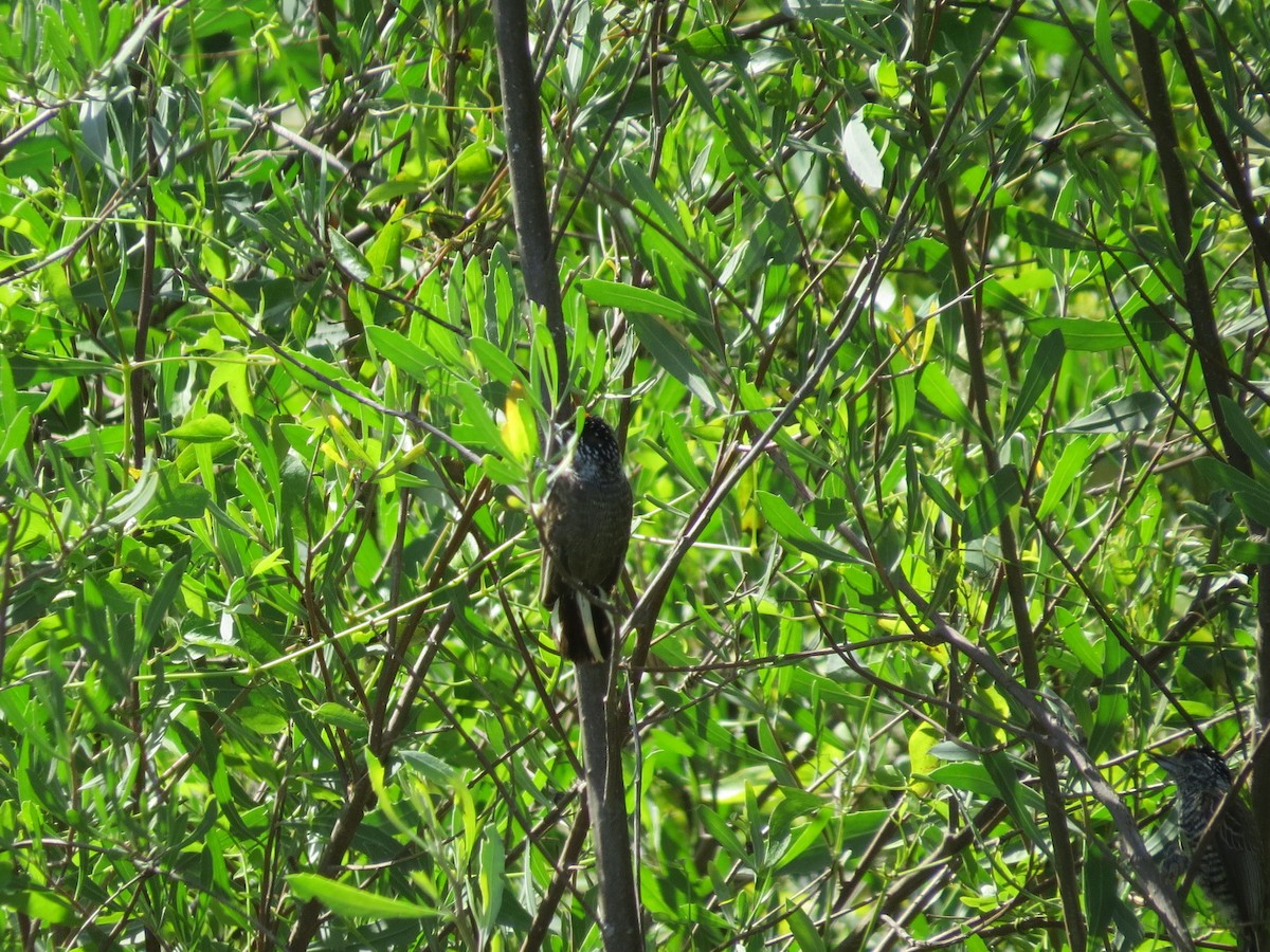 Carpinterito Variable - ML645785565