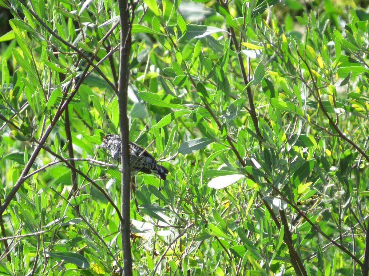 Carpinterito Variable - ML645785566