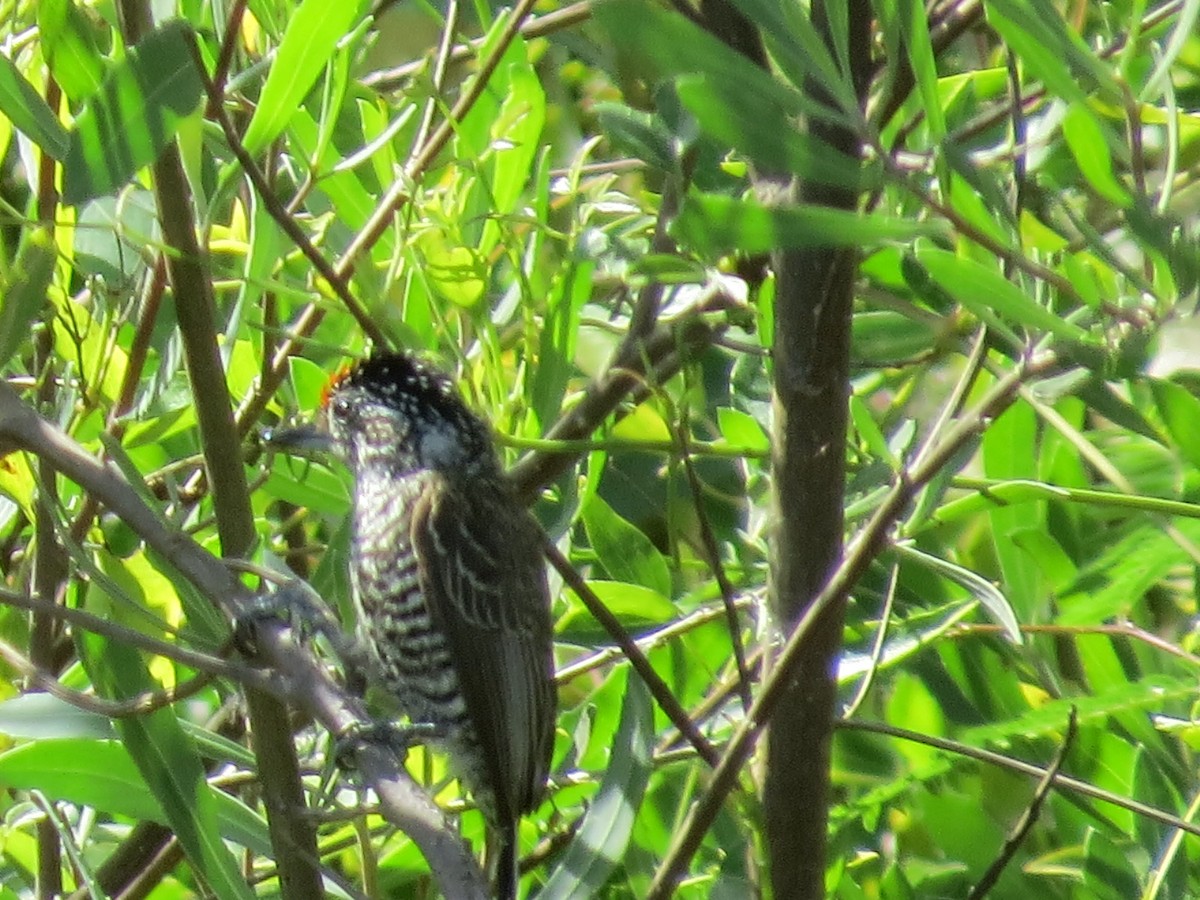 Carpinterito Variable - ML645785567