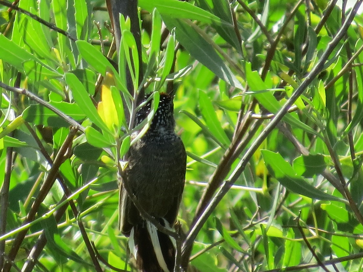 Carpinterito Variable - ML645785568