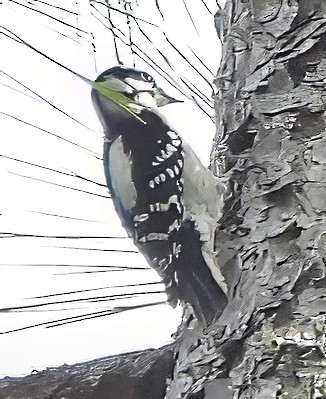 Downy Woodpecker - ML645785569