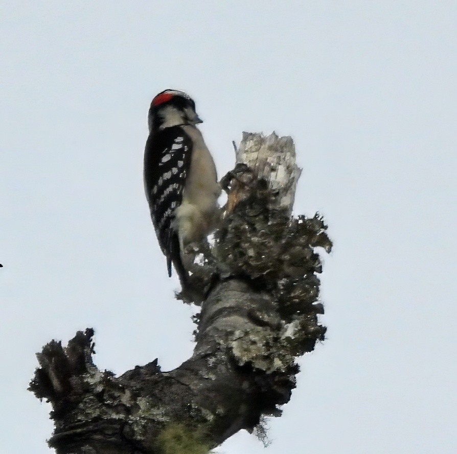 Downy Woodpecker - ML645785570