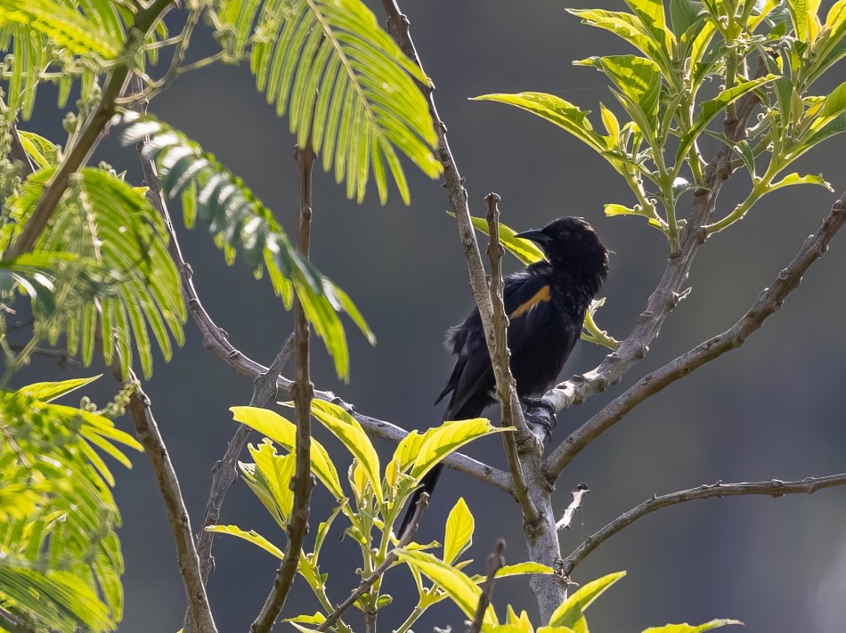 Feuerflügeltrupial - ML645785571