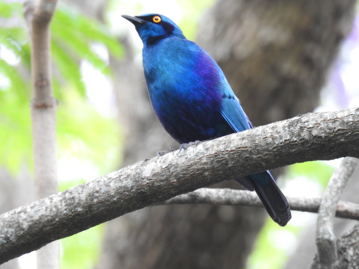 Greater Blue-eared Starling - ML645785574