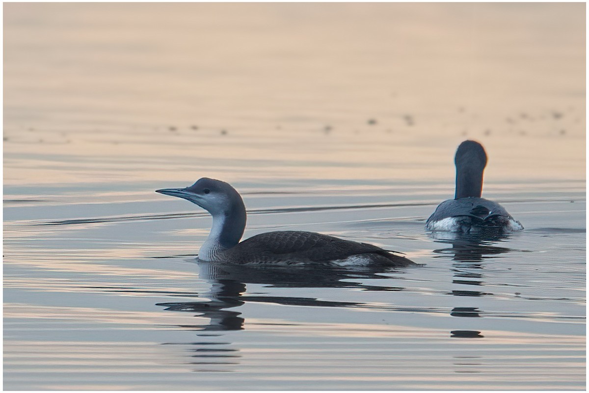 Arctic Loon - ML645785575