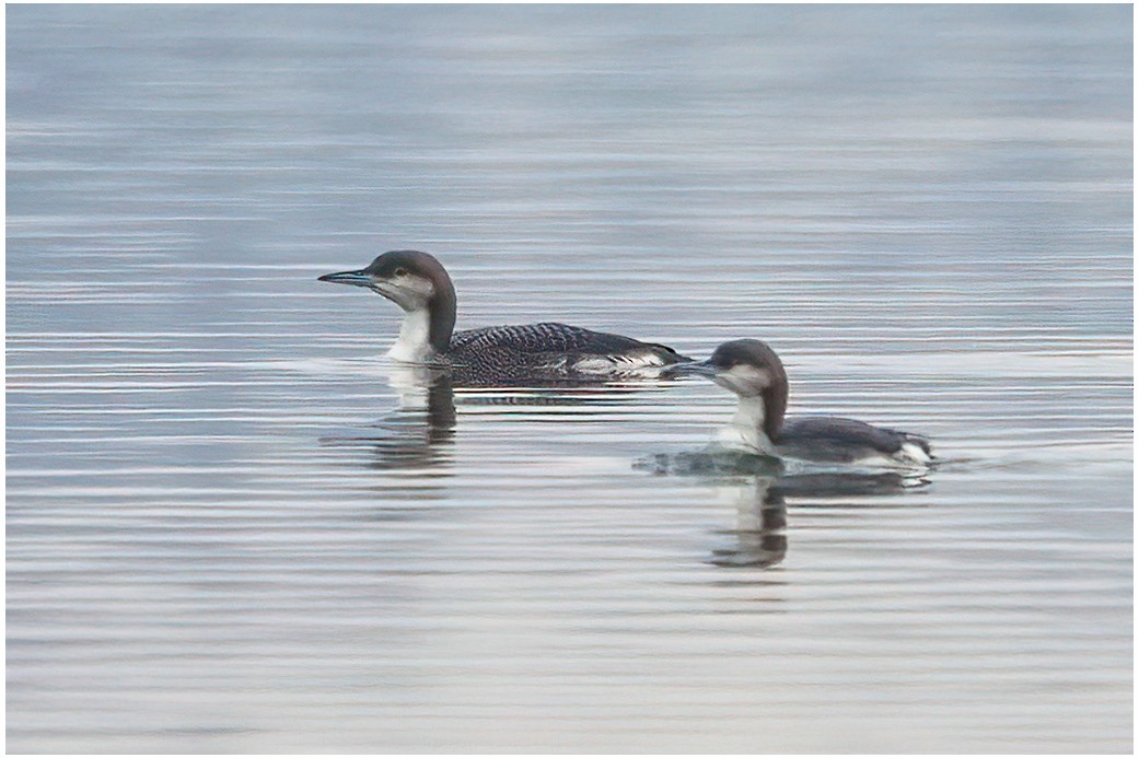 Arctic Loon - ML645785576