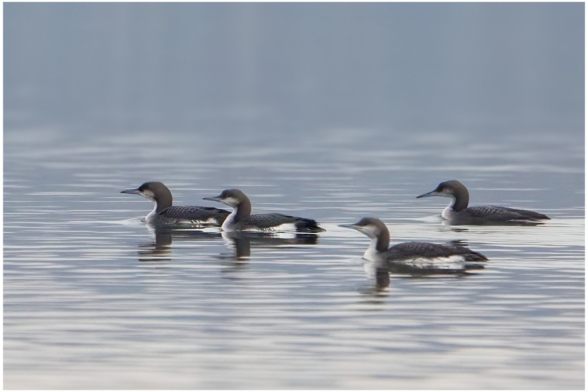 Arctic Loon - ML645785577