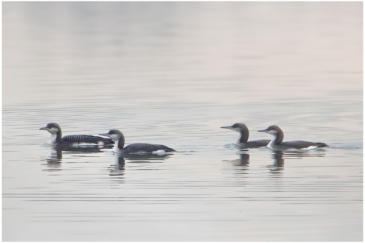 Arctic Loon - ML645785578