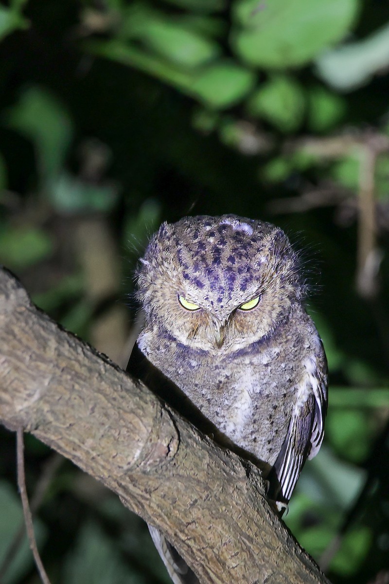Mountain Scops-Owl - ML645785581