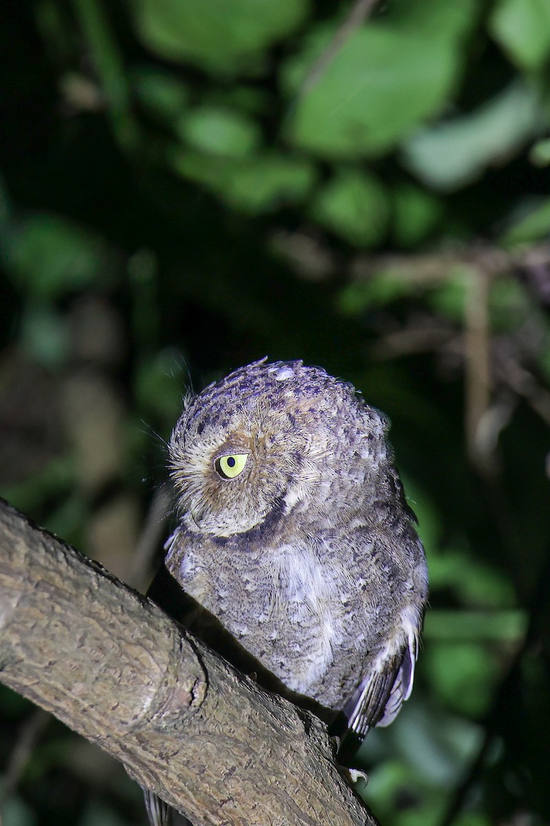 Mountain Scops-Owl - ML645785582