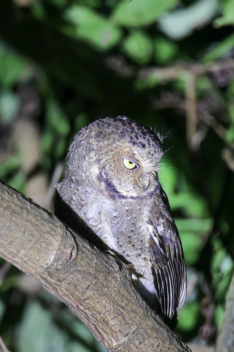 Mountain Scops-Owl - ML645785583