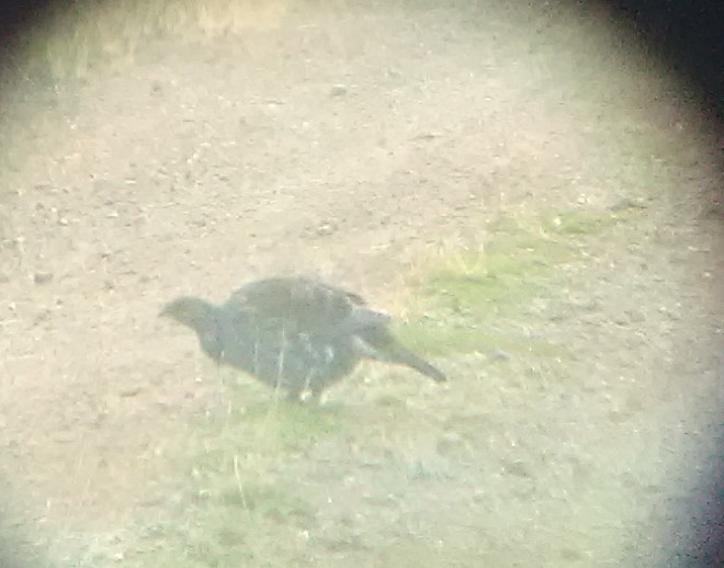 Dusky Grouse - ML645785586