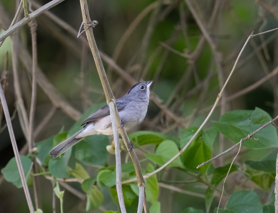 Silberhaubentangare - ML645785593