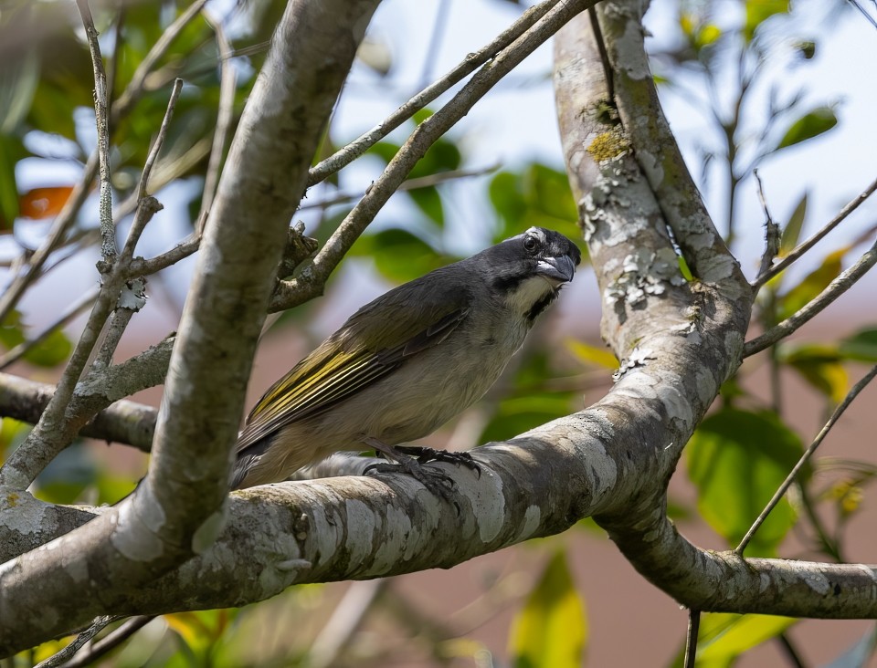 Grünschwingensaltator - ML645785608