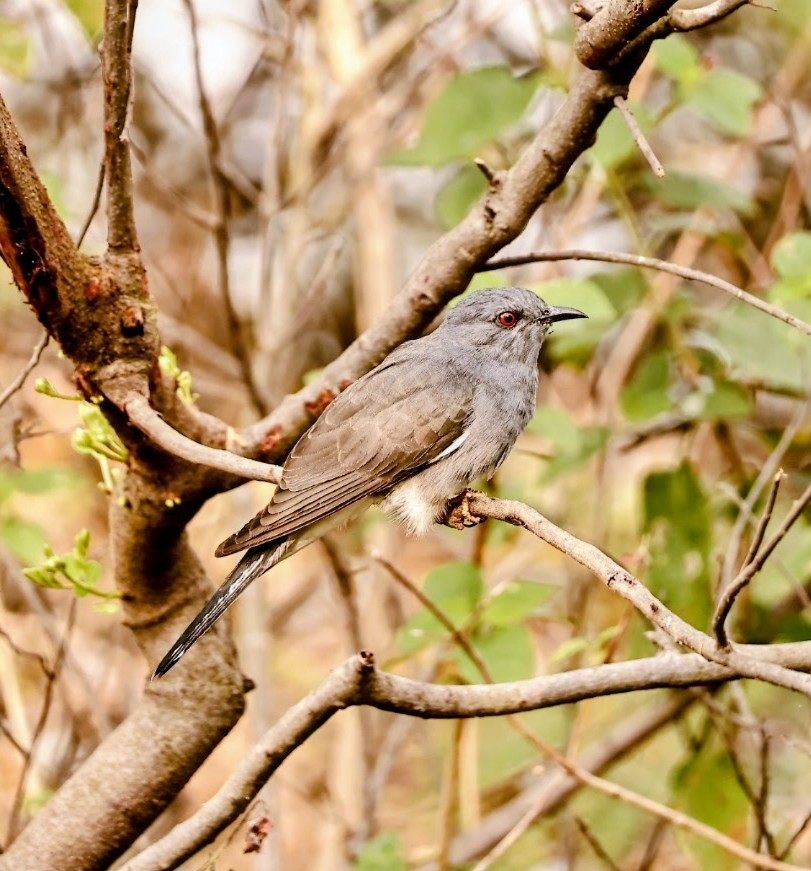 Coucou à tête grise - ML645785618