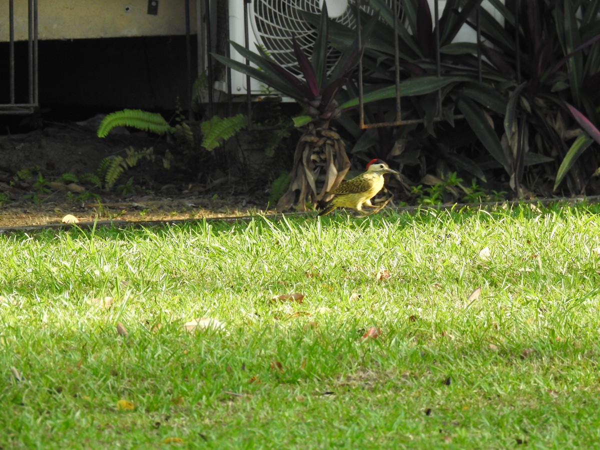 Green-barred Woodpecker - ML645785623