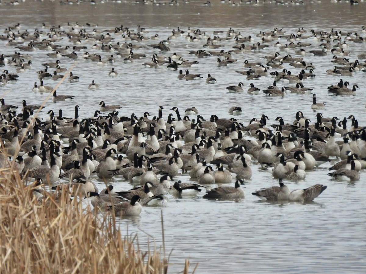 Cackling Goose - ML645785642