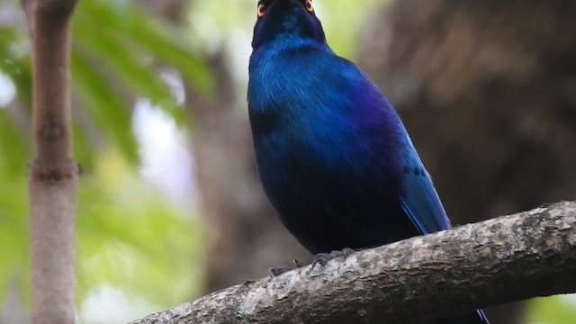 Greater Blue-eared Starling - ML645785647