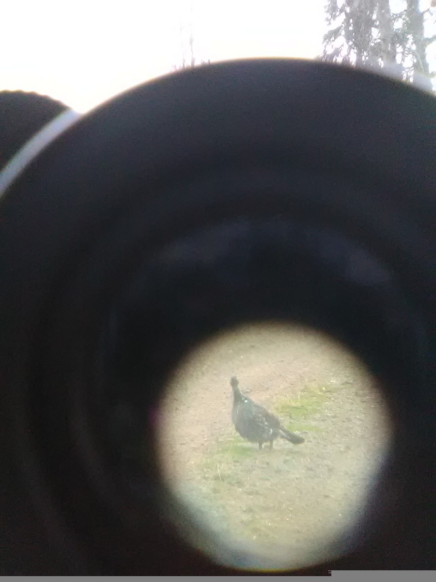 Dusky Grouse - ML645785658