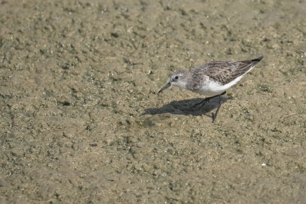 Little Stint - ML645785664