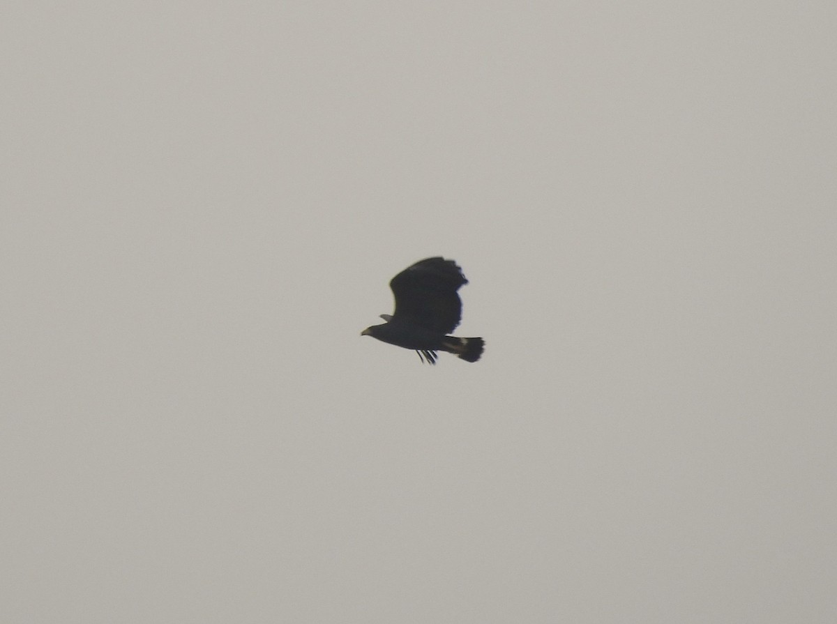 Great Black Hawk - ML645785665