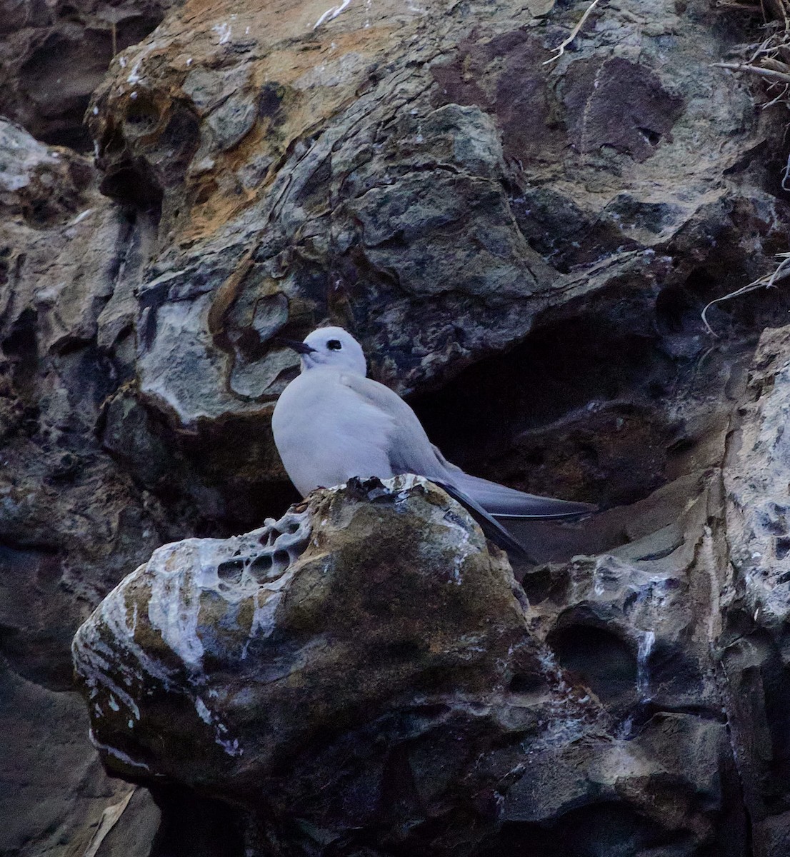 Nodi hauskara - ML645785672