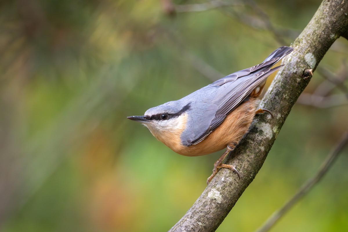 茶腹鳾 - ML645785677