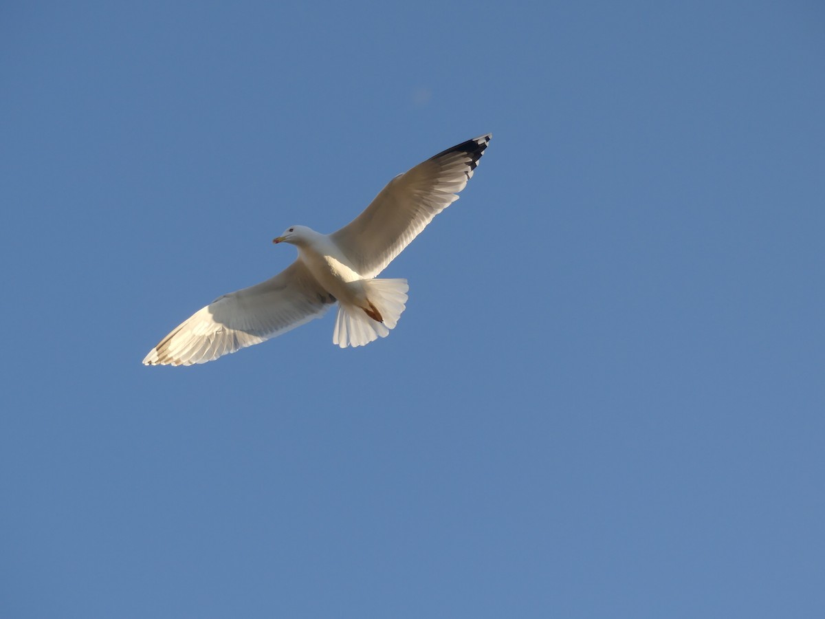 Yellow-legged Gull - ML645785688