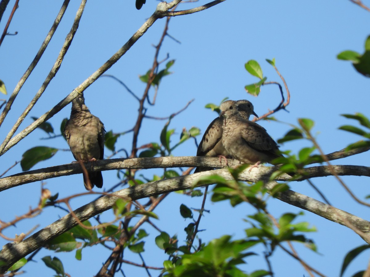 Common Ground Dove - ML645785690