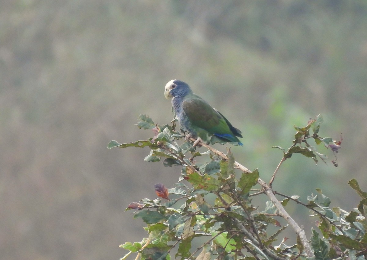 White-crowned Parrot - ML645785692