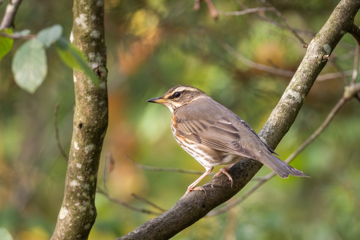 Redwing - ML645785695