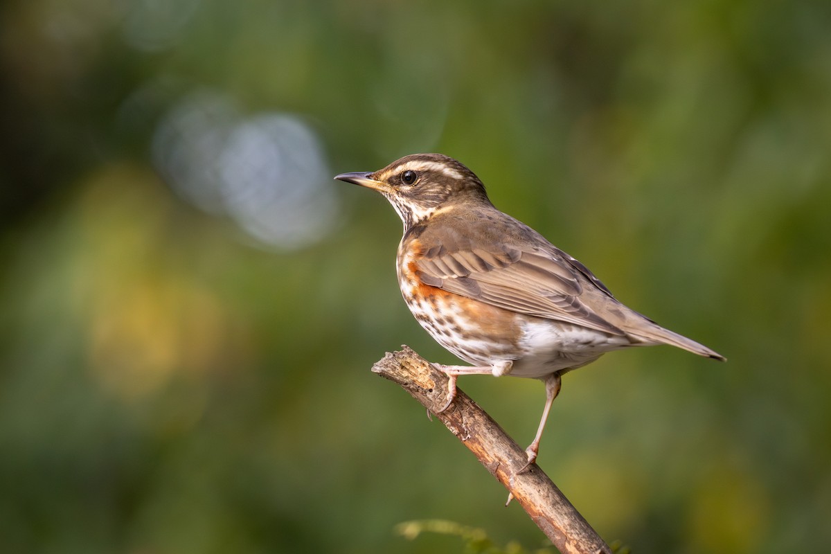 Redwing - ML645785696