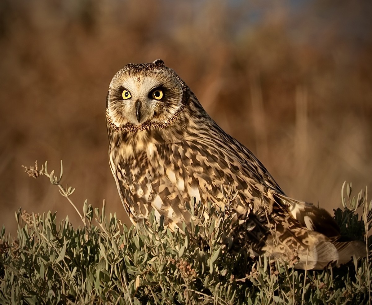 Short-eared Owl - ML645785710
