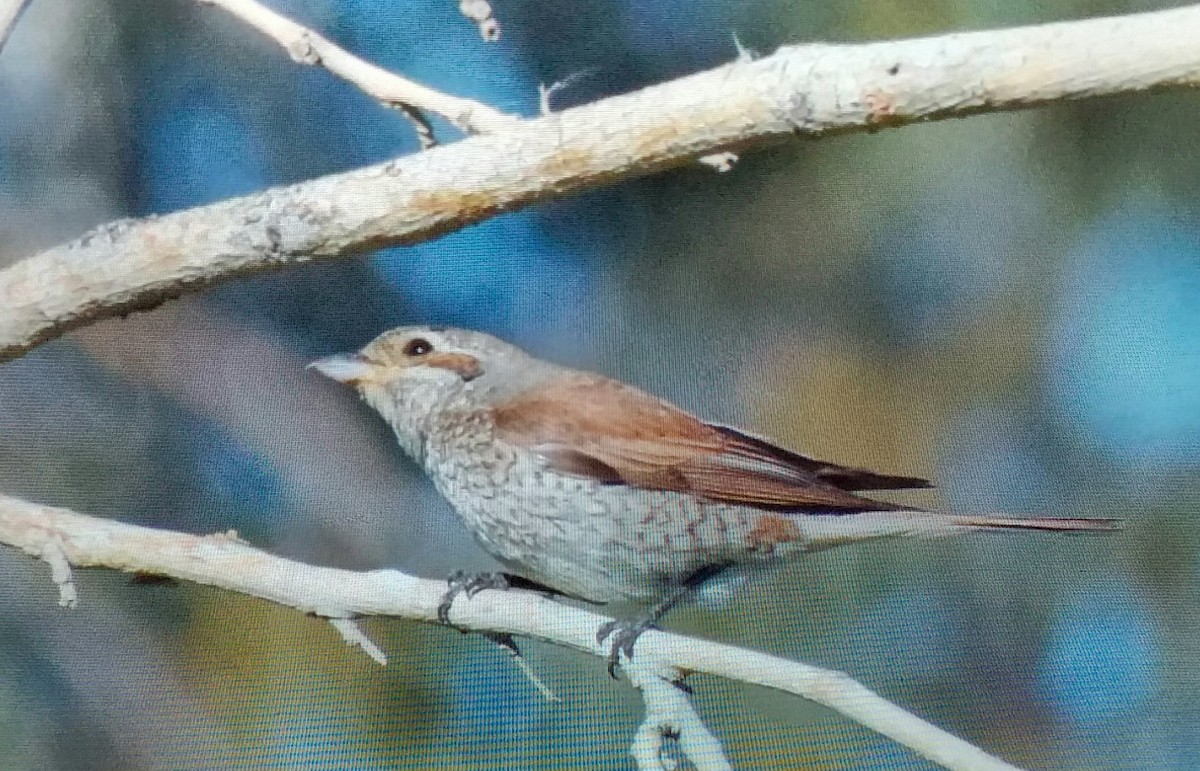 Red-backed Shrike - ML645785717