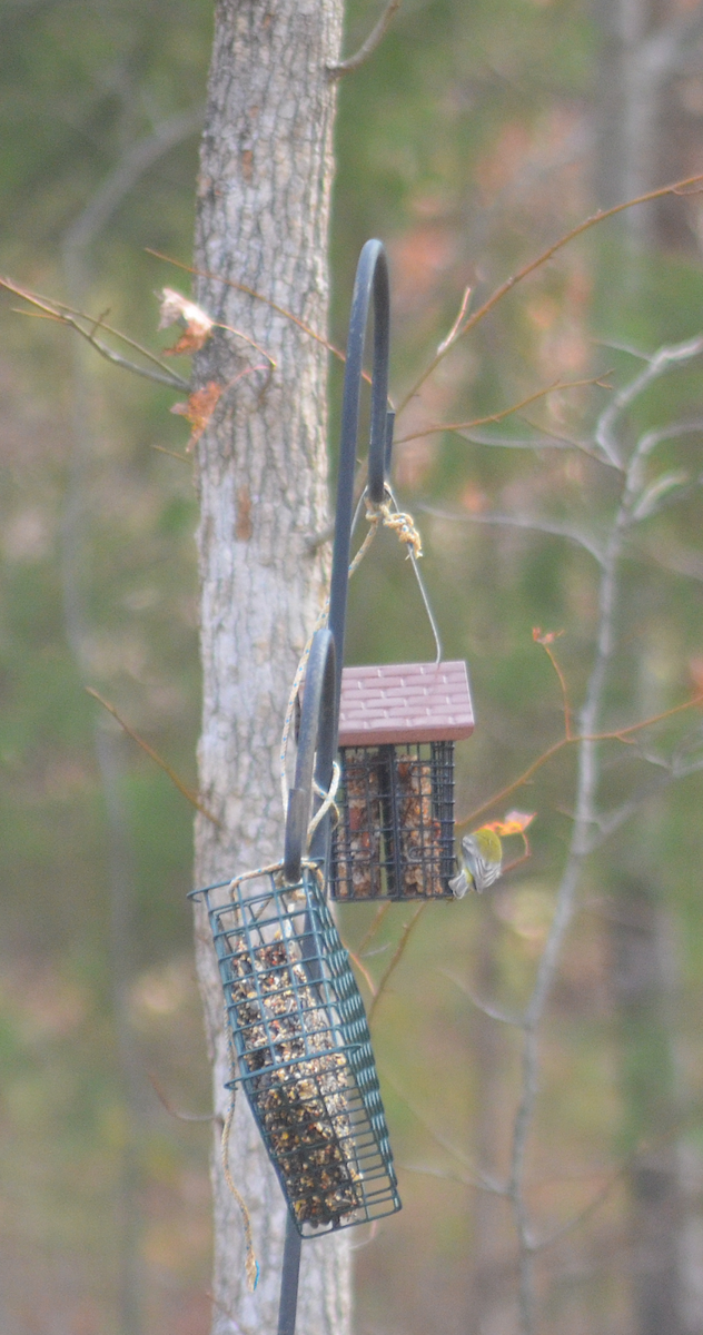 סבכון אורנים - ML645785718