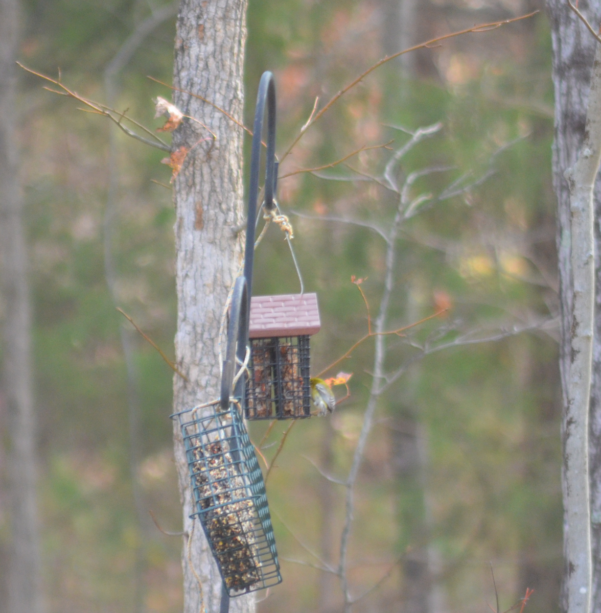 סבכון אורנים - ML645785719