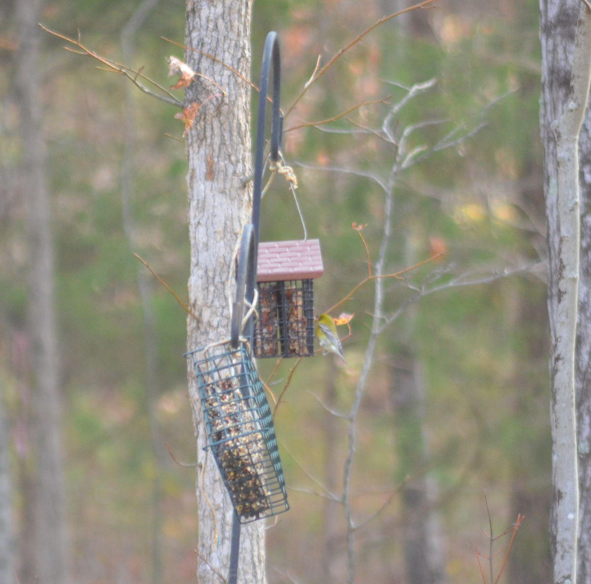 סבכון אורנים - ML645785720