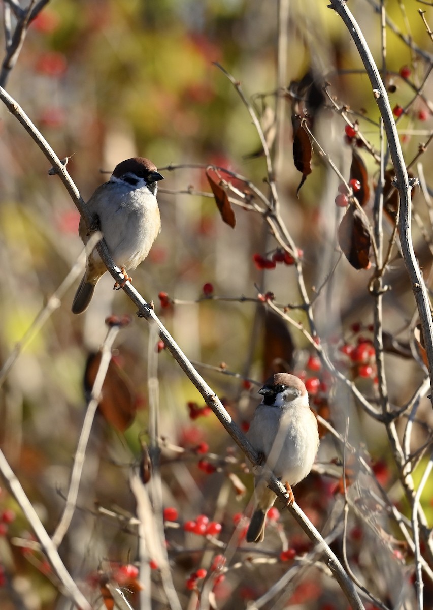 Eurasian Tree Sparrow - ML645785730