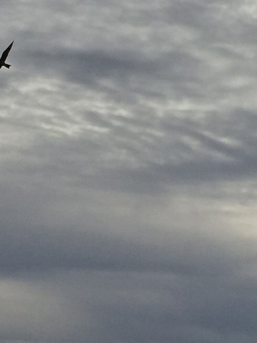 nighthawk sp. - ML645785732