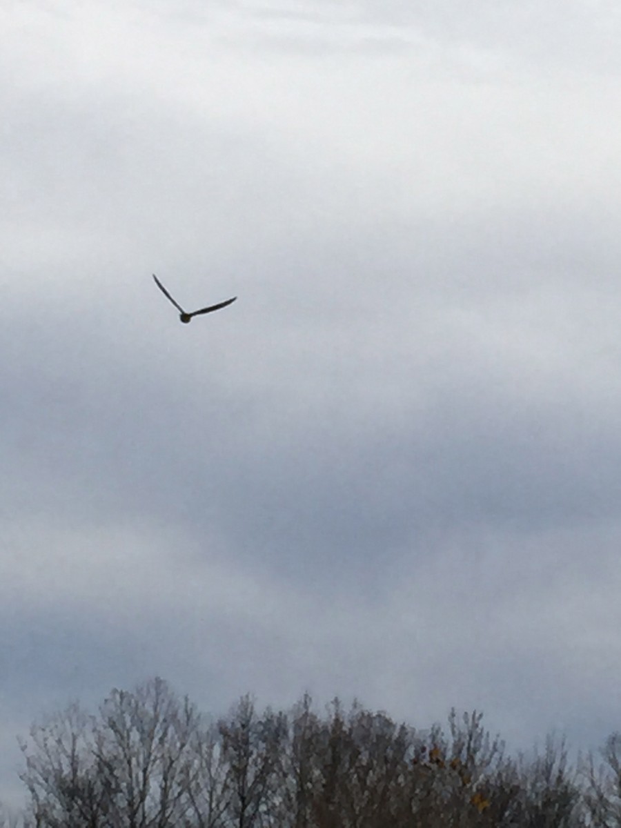 nighthawk sp. - ML645785733