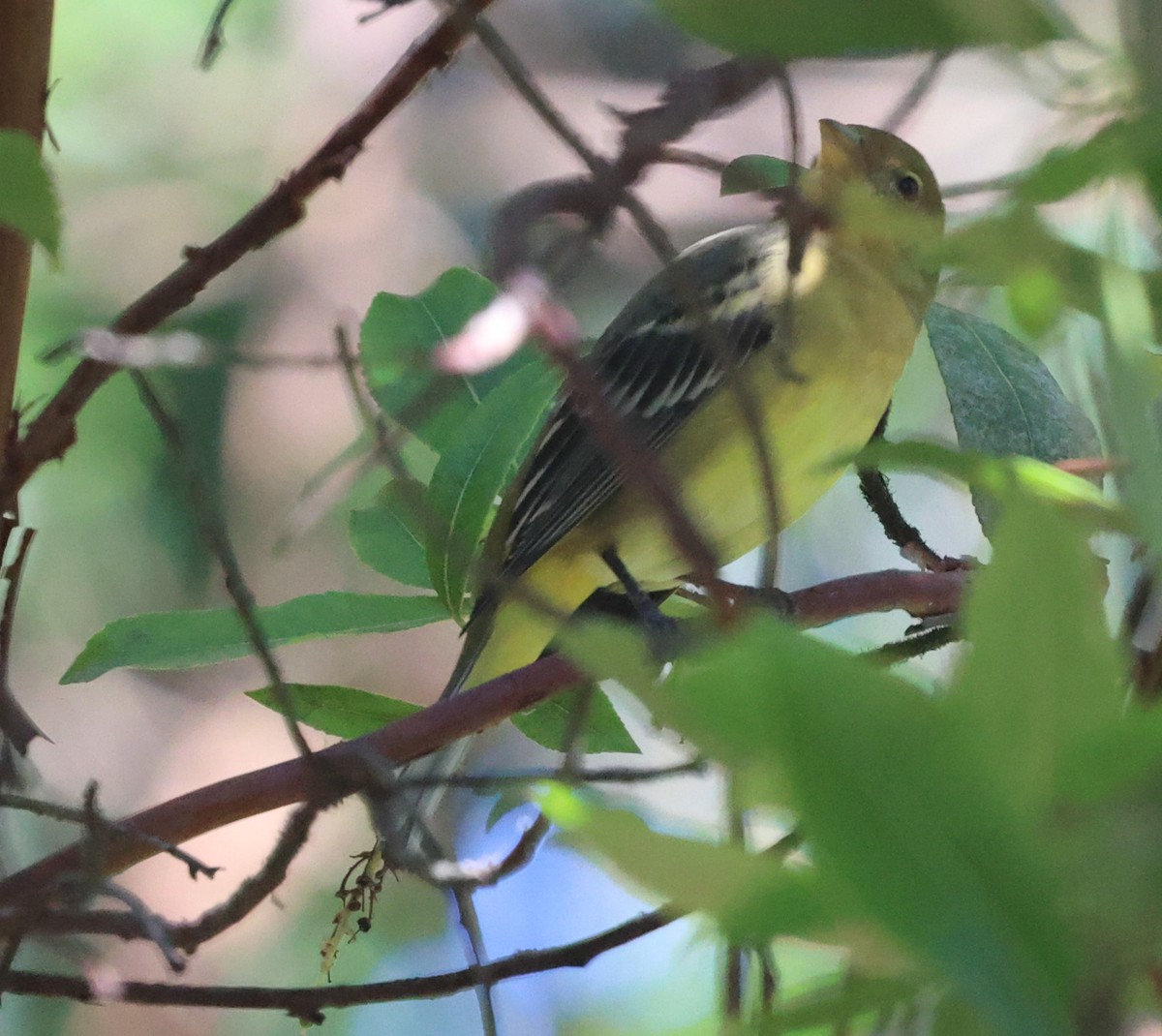 Western Tanager - ML645785734