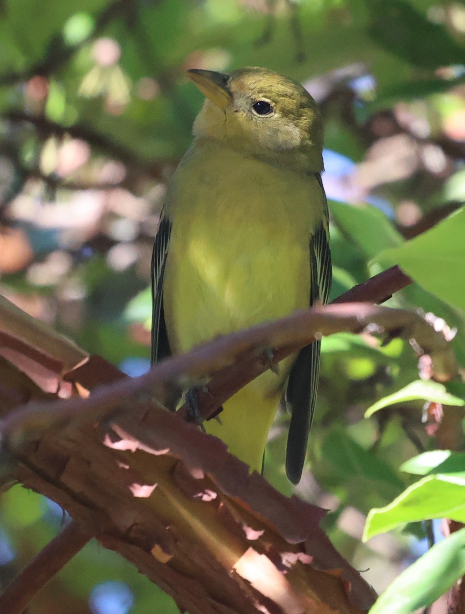 Western Tanager - ML645785736